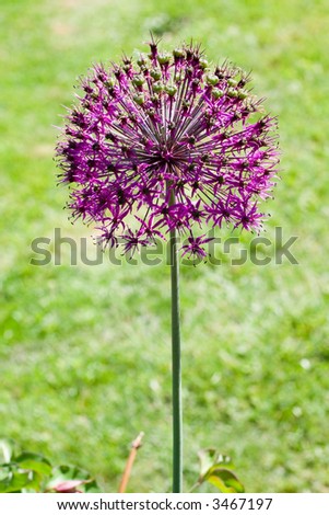 purple floral ball against the spring grass