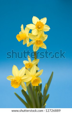 daffodil in flower pot isolated on blue