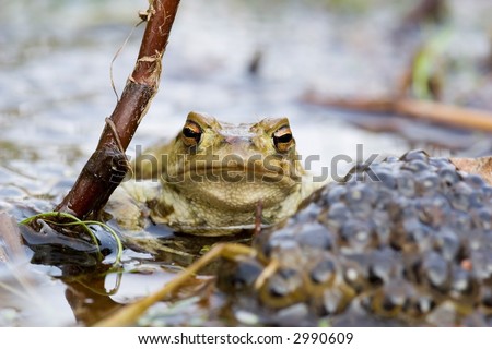 Frog besides a heep of spawn