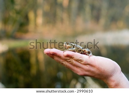Kiss me (frog on a human palm)