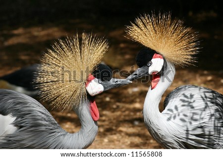 Pair of Grey Crowned Cranes