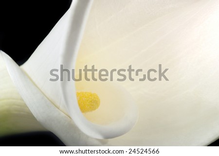 White calla lily isolated on black