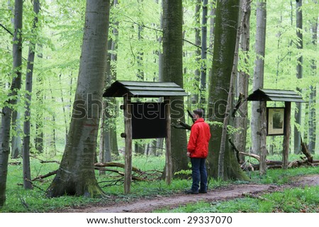 Man looking at a blank board in a beech forest