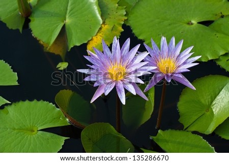 two purple lotus on the River