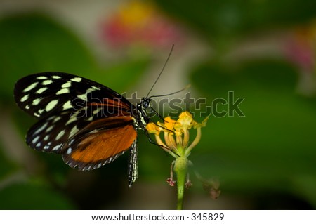 butterfly close up 2