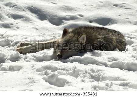 Canadian grey Wolf sleeping in the snow