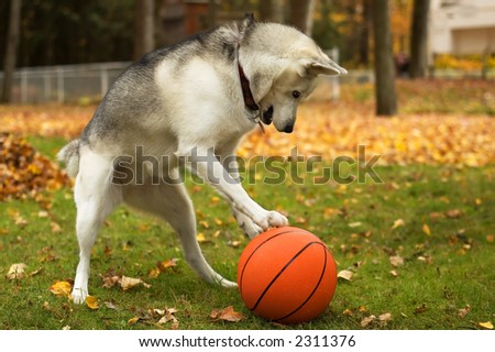 Husky dog playing with a red basket ball
