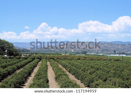 California Farm A