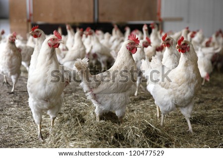 chickens walking around in barn with hay