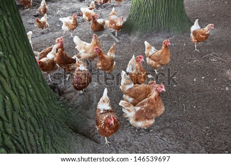 brown chicken roaming between oak trees in the dirt of a farmyard