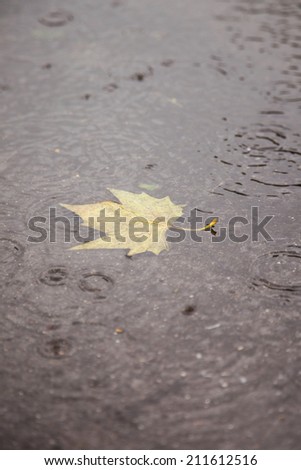 yellow maple leaf floating in puddle during rainfall