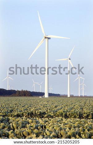 wind turbines and green cabbage field in the province Flevoland in the Netherlands