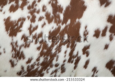 part of the pattern on hide of red and white cow