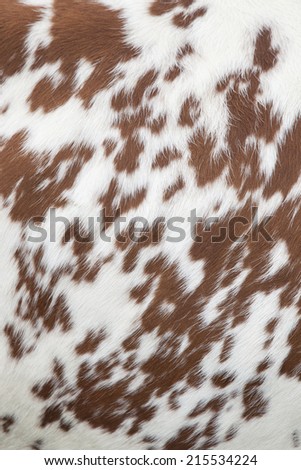 part of the pattern on hide of red and white cow