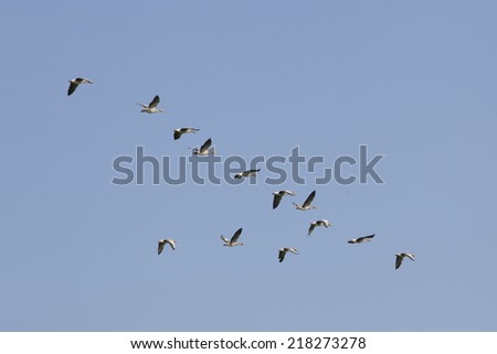 Flock of geese flying in blue sky