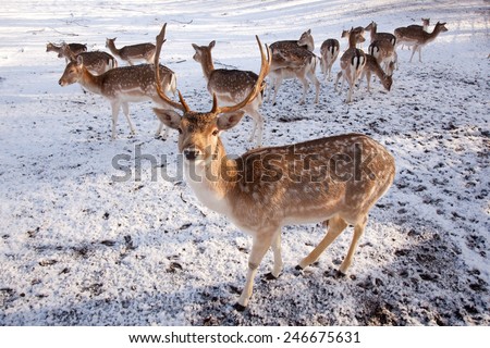 male fallow deer and group of females in the snow of a park in the netherlands