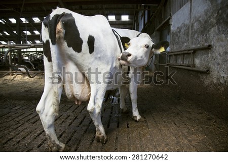 black and white cow in open stable licks itself