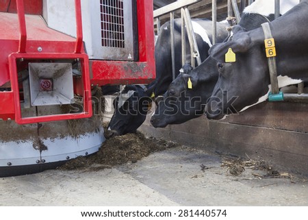 black and white cows in stable reach for food from red feeding robot