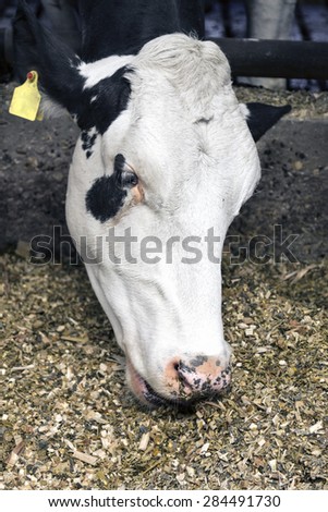 white head of eating cow in stable