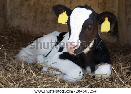 cute young black and white calf lies in straw and looks alert