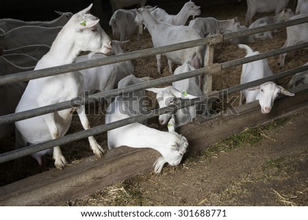 herd of white goats leaving meadow through open gate