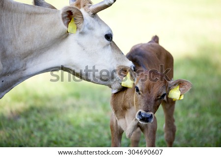 mother cow licks brown calf in sunny meadow