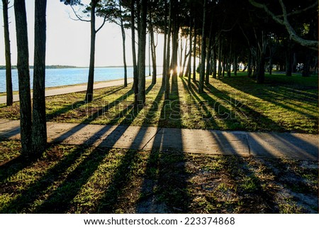 Long shadows through trees by the water at sunset.