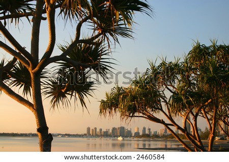 Ancient pandanus trees by the water in the early morning light.
