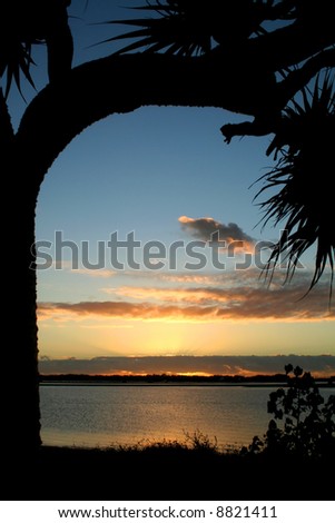 Sunrise framed through a bent pandanus tree.