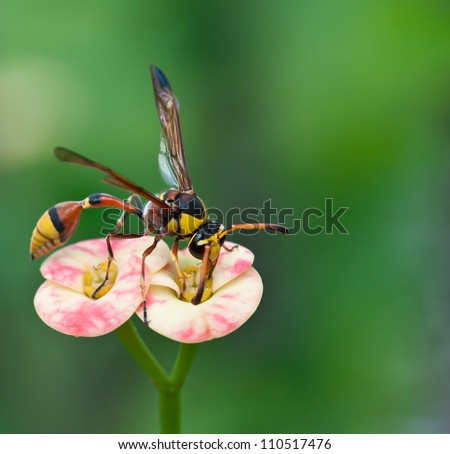 red back mud wasp feeding on a flower