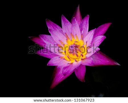purple lotus in dark lake