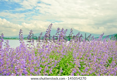 lavender flower fields with Mt Fuji background