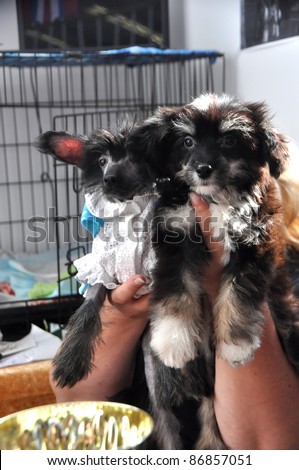 MINSK-SEPTEMBER 24:An unidentified female demonstrates her Chinese crested puppies at the PETSHOW 2011, an annual festival of dogs and cats  on September 24, 2011 in Minsk, Belarus
