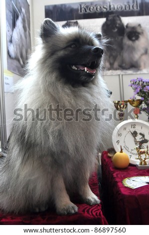 MINSK-SEPTEMBER 24:Dog Lucky presenting KEESHOND breed at PETSHOW-2011, an international exhibition of dogs and cats  on September 24, 2011 Minsk, Belarus