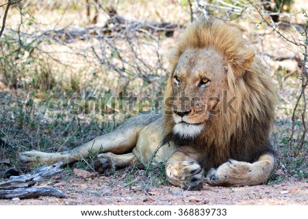 king lion resting at kruger