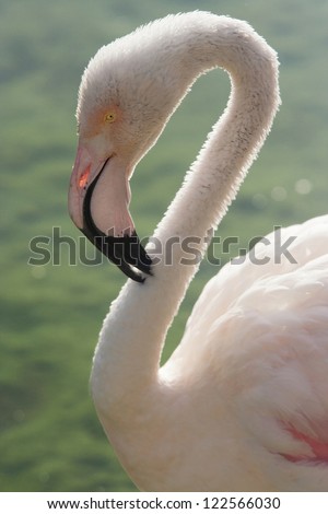 Picture of greater flamingo, that can be found in Africa, southern Asia, and southern Europe