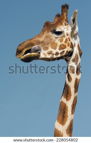 a giraffe showing the tongue