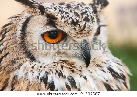 a portrait of an european eagle owl, the biggest European night raptor