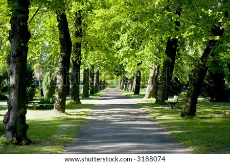 An avenue of trees in a grave yard in Berlin, Germany Background