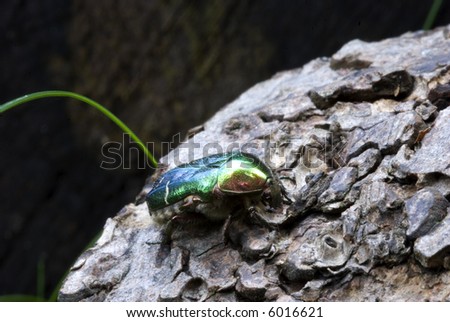 A metal looking bug/beetle sat on some bark