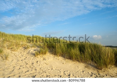 Under a blue sky dune grass grows along the coast of the Netherlands, in the beach sand footprints show where people and dogs have walked