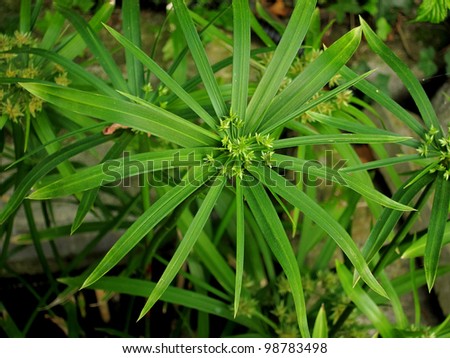 Papyrus pond plant in water
