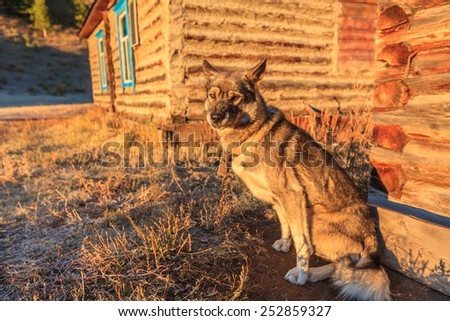 The dog is guarding the house in the village