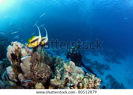 Marine Life in the Red Sea
