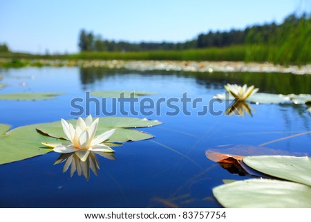 Aquatic Lily