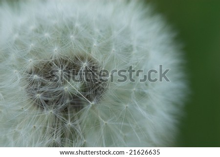 summer white flower dandelion on summer background
