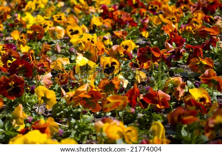 spring flower love-in-idleness pansy yellow red background