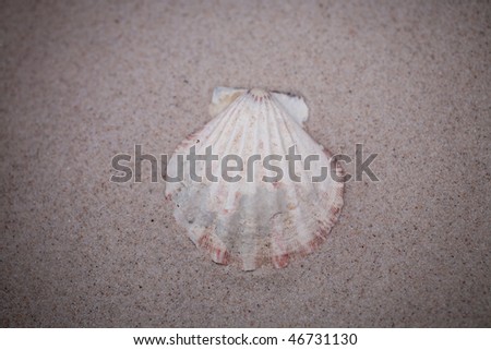 small white shell on beige sand