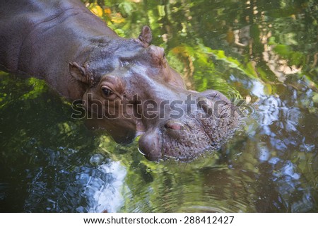 Top view of the floating Hippo