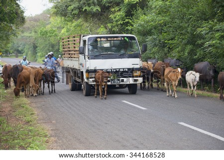 ANURADHAPURA, SRI LANKA - MARCH 12, 2015: A truck wades through a herd of cows walking down the road